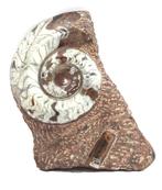 Grote Gepolijste Fossiel van een Slak in Steen, 38x23 cm., Ophalen of Verzenden, Fossiel