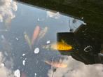 Koi diverse 50cm+, Karper of Koi