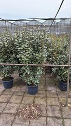 Olijfwilg, Tuin en Terras, Ophalen, Overige soorten, 100 tot 250 cm