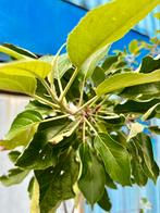 Appelboom 200cm, Ophalen, Minder dan 100 cm, Appelboom, Lente