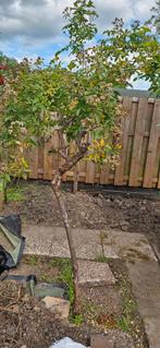 stamroos boompje, Tuin en Terras, Planten | Bomen, Ophalen, Volle zon, Overige soorten, Minder dan 100 cm