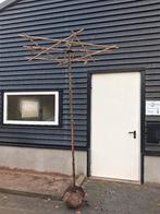 Dakboom liquibambar s. Worplesdon, Tuin en Terras, Bloeit niet, 100 tot 250 cm, Dakboom, Ophalen