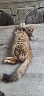 Kruising Maine coon/korthaar, Meerdere dieren, Langharig, 0 tot 2 jaar