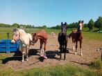 Plek voor 2 jaarling hengsten, Dieren en Toebehoren, Stalling en Weidegang, Opfok, 2 of 3 paarden of pony's