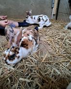 Driekleur rex konijnen, Dieren en Toebehoren, Konijnen, Meerdere dieren, Middelgroot