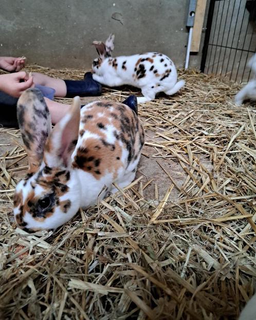 Driekleur rex konijnen, Dieren en Toebehoren, Konijnen, Middelgroot, Meerdere dieren