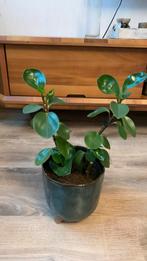 Peperomia kamerplant in pot, Huis en Inrichting, Kamerplanten, Overige soorten, In pot, Minder dan 100 cm, Groene kamerplant