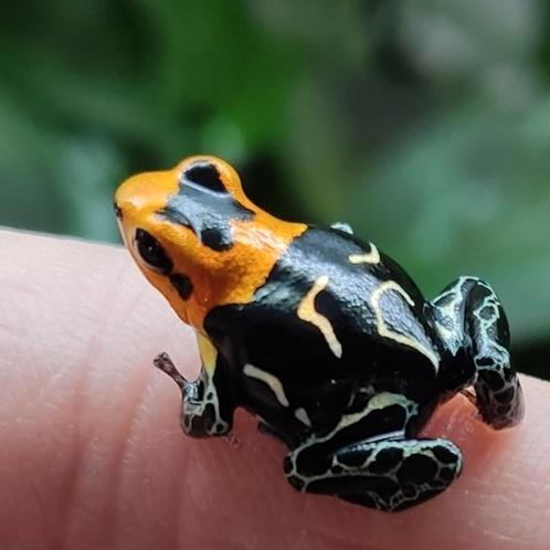 Ranitomeya fantastica 'Cainarachi', Dieren en Toebehoren, Reptielen en Amfibieën, Amfibie