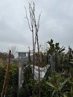 Omonigava japanse sierkers hoogstam.pot gekweekt mooi gelijk, Overige soorten, Lente, 250 tot 400 cm, Ophalen