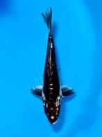 Kikokuryu 16-20cm Kase Japanse koi, Karper of Koi