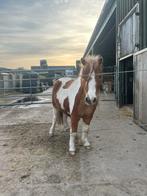 Gezocht: stalgenoot voor mijn shetlander, Dieren en Toebehoren, Stalling en Weidegang