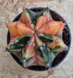 Cactus Gymnocalycium Mihanovichii p7 (13), Huis en Inrichting, Kamerplanten, Ophalen of Verzenden, Cactus, Volle zon, Minder dan 100 cm