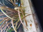 Aquarium plant, Meerdere dieren