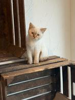 Prachtige Britse korthaar kittens van cattery, Dieren en Toebehoren, Katten en Kittens | Raskatten | Korthaar, Meerdere dieren