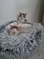 Prachtige KITTENS!!, Dieren en Toebehoren, Ontwormd