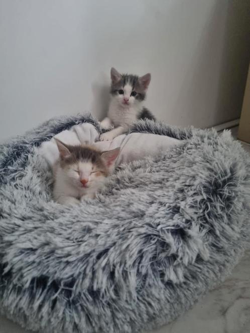Prachtige KITTENS!!, Dieren en Toebehoren, Katten en Kittens | Raskatten | Korthaar, Ontwormd