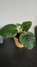 Ficus Umbellata – kamerplant met hartvormige bladeren, Huis en Inrichting, Kamerplanten, Ophalen, Ficus, Halfschaduw, Minder dan 100 cm