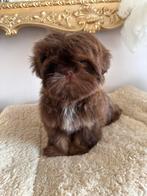 Schitterend ras zuiver mini choco Shih Tzu reutje, Dieren en Toebehoren, Honden | Chihuahua's en Gezelschapshonden, Rabiës (hondsdolheid)
