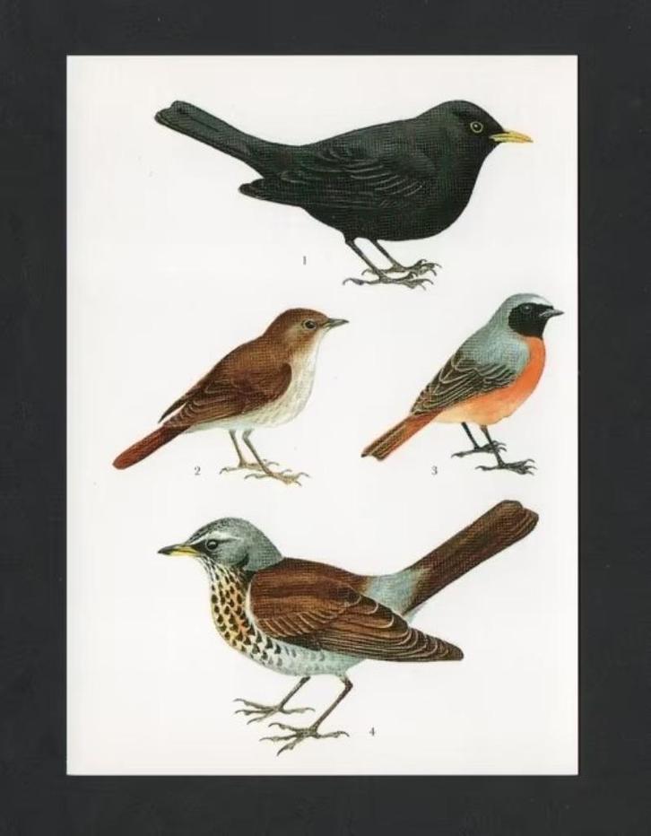 Merel Nachtegaal Gekraagde Roodstaart Kramsvogel., Verzamelen, Ansichtkaarten | Dieren, Ongelopen, 1980 tot heden, Vogel, Ophalen of Verzenden