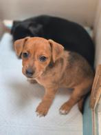 Prachtige laagbenige Jack Russel pups, Dieren en Toebehoren, Honden | Jack Russells en Terriërs, België, Particulier, Jack Russell Terriër