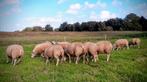 Texelaar ooilammeren  10 stuks, Vrouwelijk, Schaap, 0 tot 2 jaar