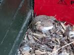 chinese dwergkwartels natuurbroed, Dieren en Toebehoren, Meerdere dieren, Tropenvogel