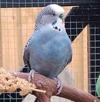 Tamme lieve grasparkietjes, Dieren en Toebehoren, Mannelijk, Parkiet, Tam
