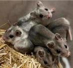 Jonge tamme sociale chinese dwerghamsters ( fokker), Hamster, Vrouwelijk, Tam, Oktober