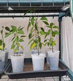 Planten, Tuin en Terras, Planten | Tuinplanten, Ophalen, Zomer, Groenteplanten, Volle zon