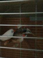 Grote vogelkooi met zebravinken, Dieren en Toebehoren, Meerdere dieren