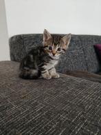 Kittens grijs/zwart, Dieren en Toebehoren, Katten en Kittens | Overige Katten, Meerdere dieren