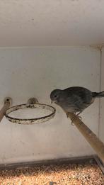 Kanarie (fife fancy) man 2024, Dieren en Toebehoren, Mannelijk, Geringd