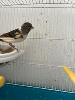 Kanaries te koop  Mooie kleuren      ., Dieren en Toebehoren, Vogels | Kanaries, Meerdere dieren, Kleurkanarie