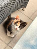 kittens te koop, Dieren en Toebehoren, Katten en Kittens | Raskatten | Korthaar, Poes, Ontwormd