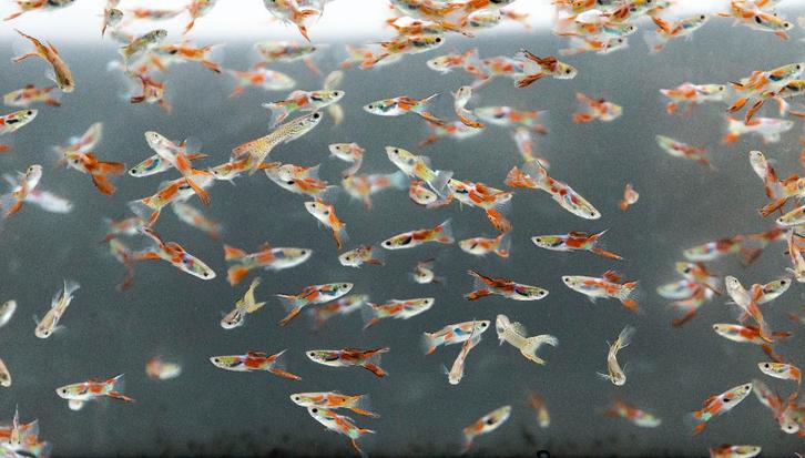 Endler Guppy mix - 3 mannen & 3 vrouwen voor 6,95, Dieren en Toebehoren, Vissen | Aquariumvissen, Zoetwatervis, Vis, Schoolvis