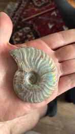 Zeldzame Ammoniet Fossiel met Prachtige Glans, Verzamelen, Mineralen en Fossielen, Ophalen of Verzenden
