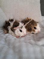 Lieve jonge cavia borstel beertjes, Dieren en Toebehoren, Knaagdieren, Oktober, Mannelijk, Cavia