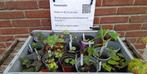 Stekjestafel Tuinplanten en kamerplanten ruilen of 20 cent, Volle zon, Vaste plant, Zomer, Ophalen