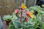 Echeveria, bloeiende vetplant, Volle zon, Vaste plant, Zomer, Ophalen