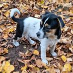 Prachtige boerenfox puppies beschikbaar, Dieren en Toebehoren, 8 tot 15 weken, CDV (hondenziekte), Meerdere, Meerdere dieren