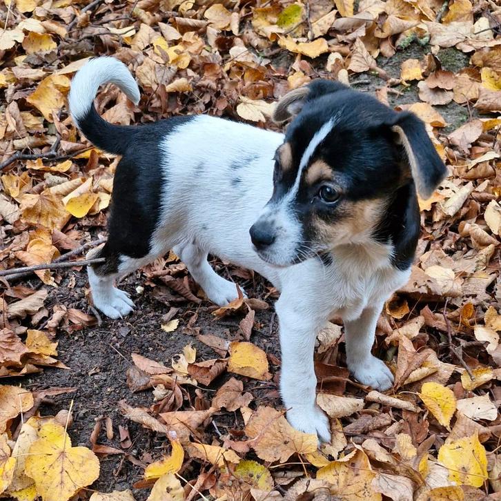 Prachtige boerenfox puppies beschikbaar, Dieren en Toebehoren, Honden | Niet-rashonden, Klein, Meerdere dieren, Particulier, Meerdere