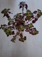 Siernetel plant, Huis en Inrichting, Kamerplanten, Ophalen, Halfschaduw, Minder dan 100 cm