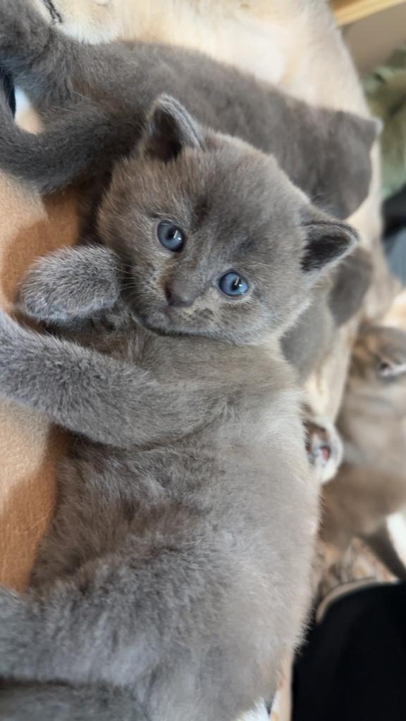 Britse korthaar kitten (laatste mannetje)‼️, Dieren en Toebehoren, Katten en Kittens | Raskatten | Korthaar, Kater