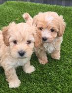 MOOIE MALTIPOO PUPS, Dieren en Toebehoren, Honden | Niet-rashonden, Nederland, CDV (hondenziekte), 8 tot 15 weken, Meerdere dieren