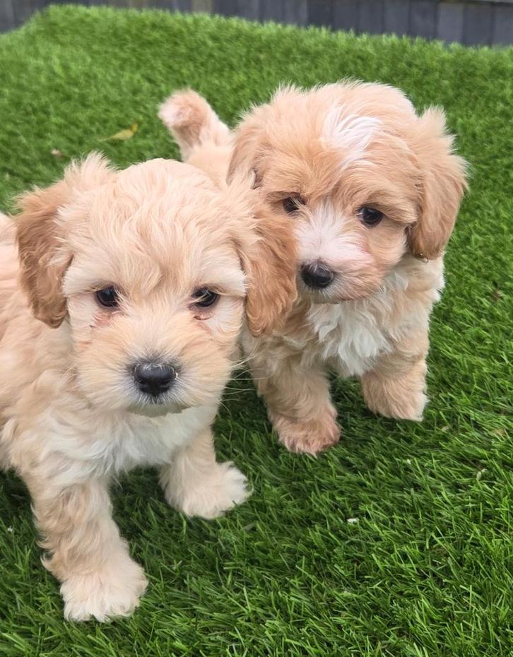 MOOIE MALTIPOO PUPS, Dieren en Toebehoren, Honden | Niet-rashonden, Klein, Meerdere dieren, Fokker | Professioneel, Eén hond, Nederland
