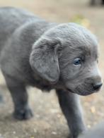 Bijzondere puppies Zilveren labrador x Maremanno (Geb. 8/9), Dieren en Toebehoren, 8 tot 15 weken, Labrador retriever, Meerdere