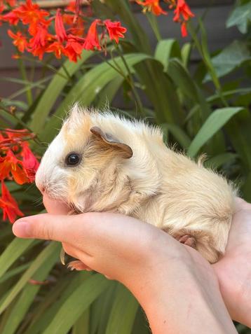 Nog 2 super lieve jonge Cavia beertjes zoeken gouden huisje! beschikbaar voor biedingen