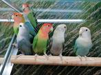 Diverse agapornissen in diverse kleurmutaties., Meerdere dieren, Dwergpapegaai of Agapornis