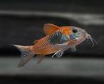 Corydoras venezuela Orange jongen 8x, Vis, Zoetwatervis, Schoolvis