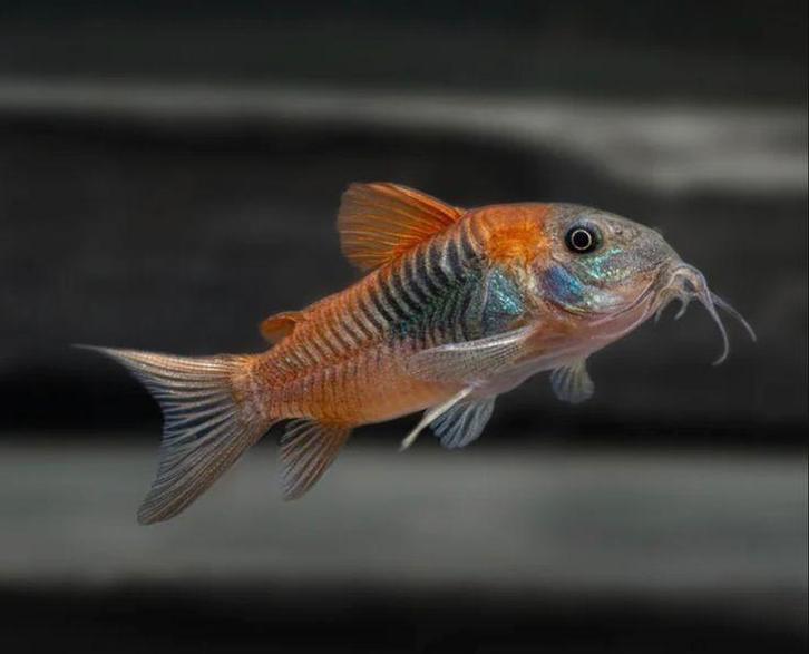 Corydoras venezuela Orange jongen 8x, Dieren en Toebehoren, Vissen | Aquariumvissen, Zoetwatervis, Vis, Schoolvis